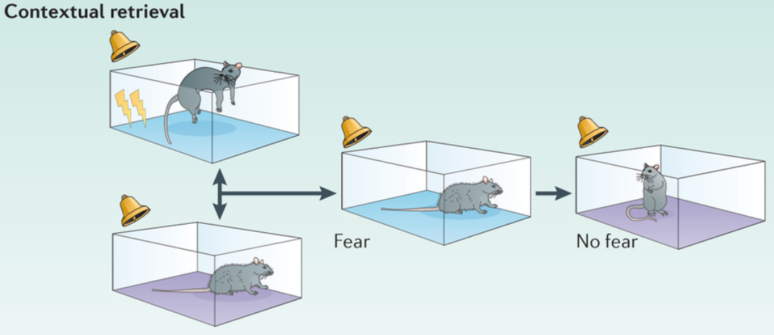 contextual_retrieval_rat_mental_agility_gordon_corsetti.png