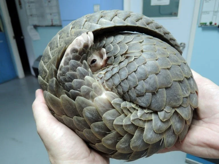 Pangolin says: “You can’t hurt me!”