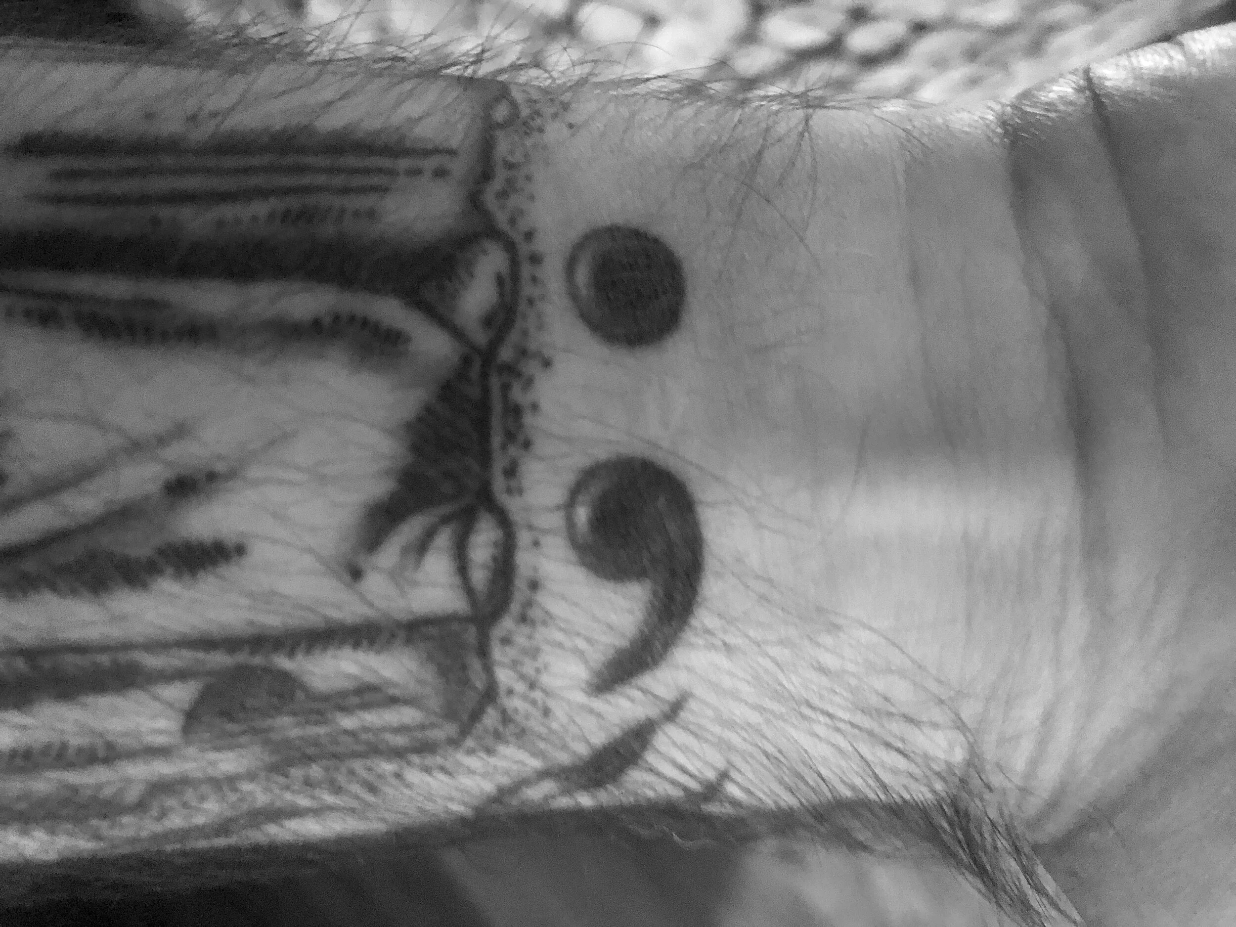 World Semicolon Day