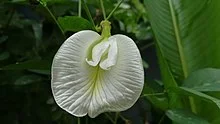 Butterfly_Pea_Flower.jpg