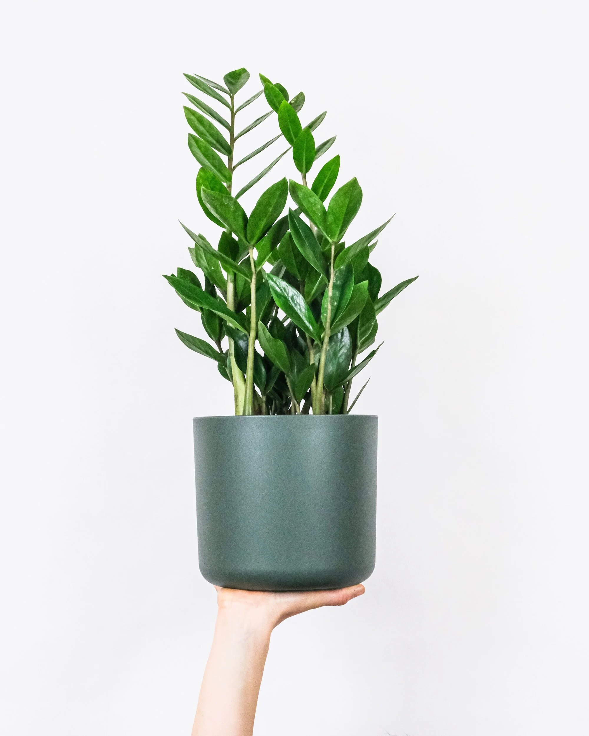 The Power of a Personal Repot: Give Yourself Room to Grow