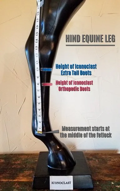 Extra-Tall-Leg-Illustration.jpg