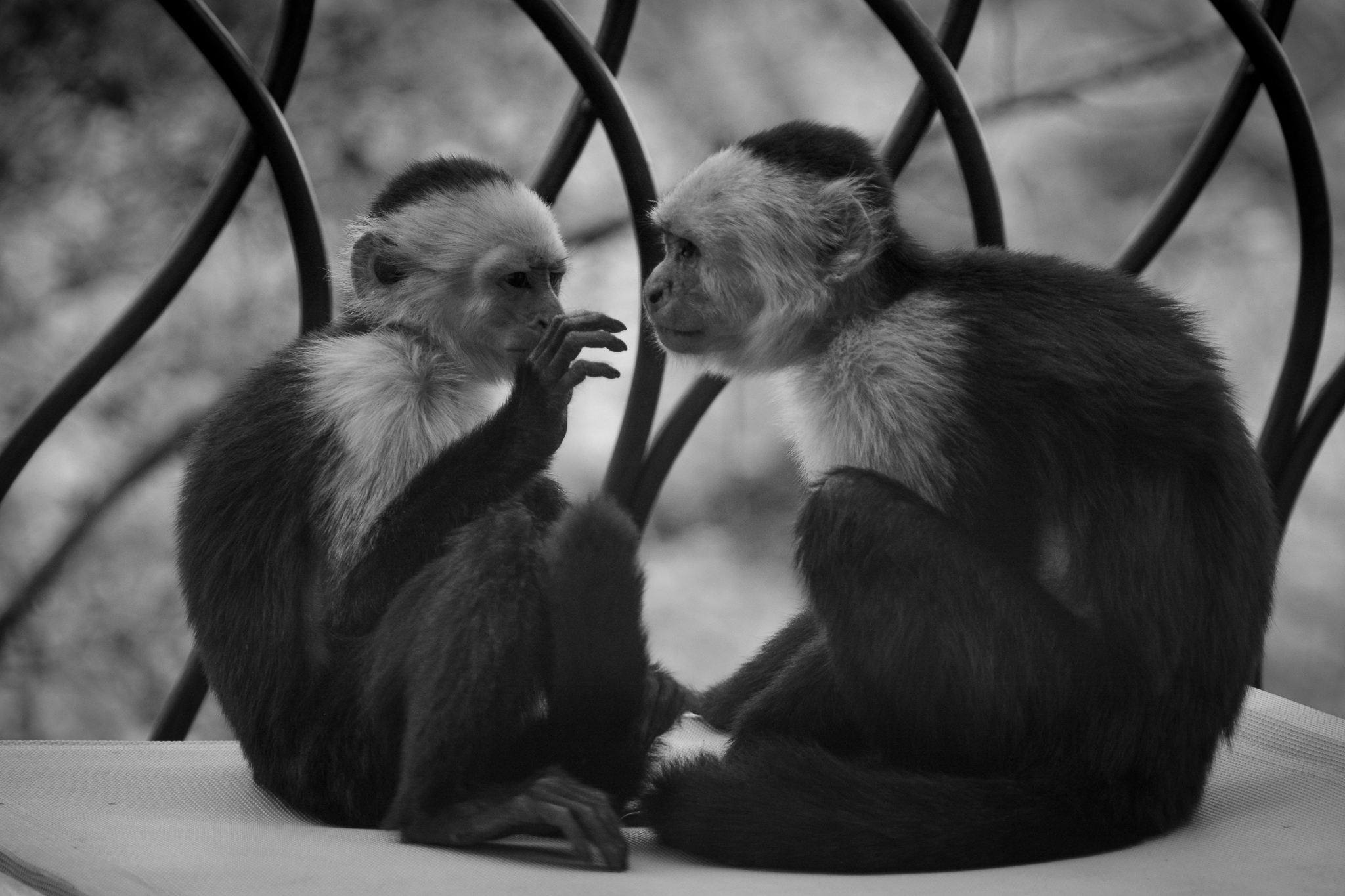 monkeys -3300.jpg