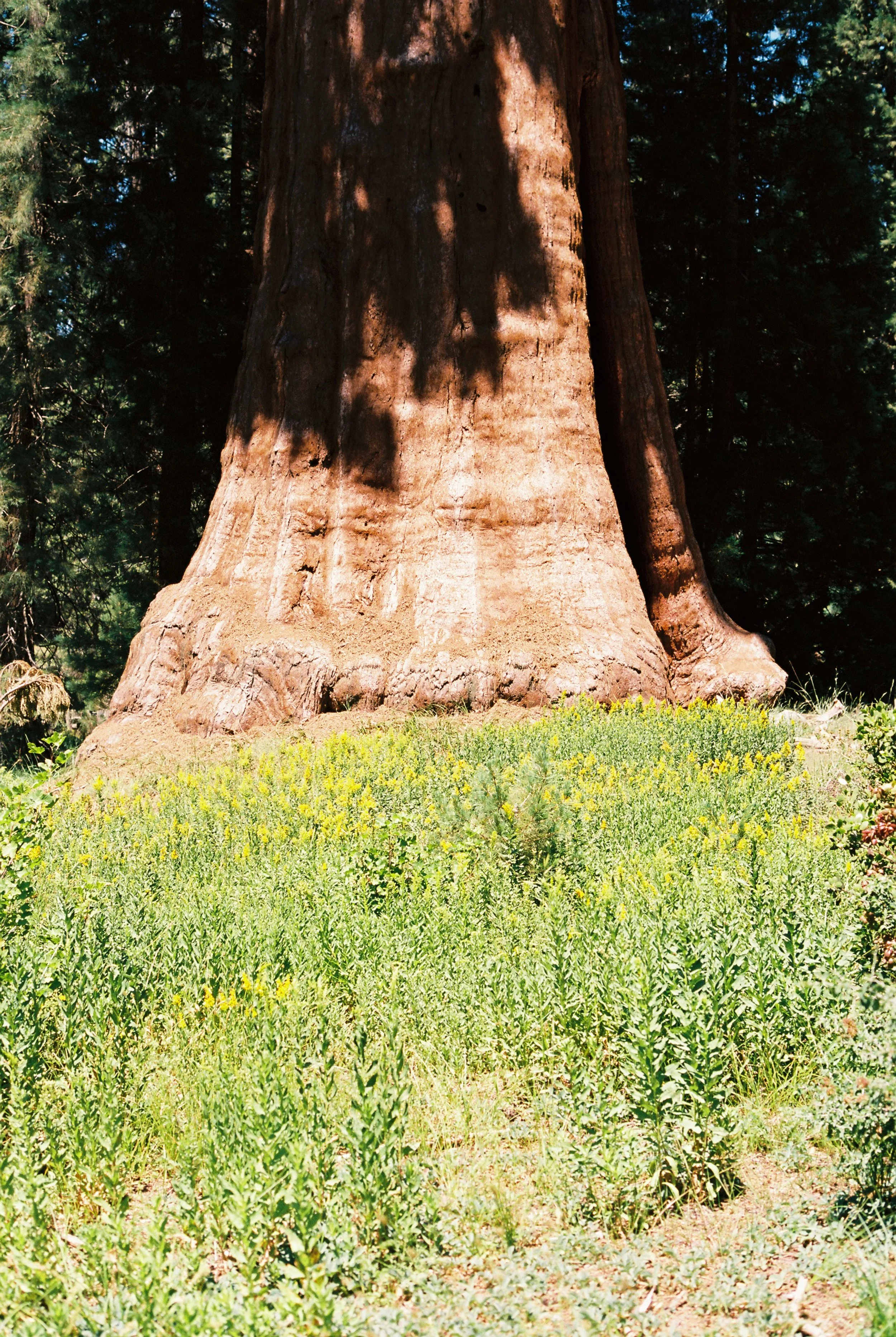 Laponis412254-R1-020-8A.jpg