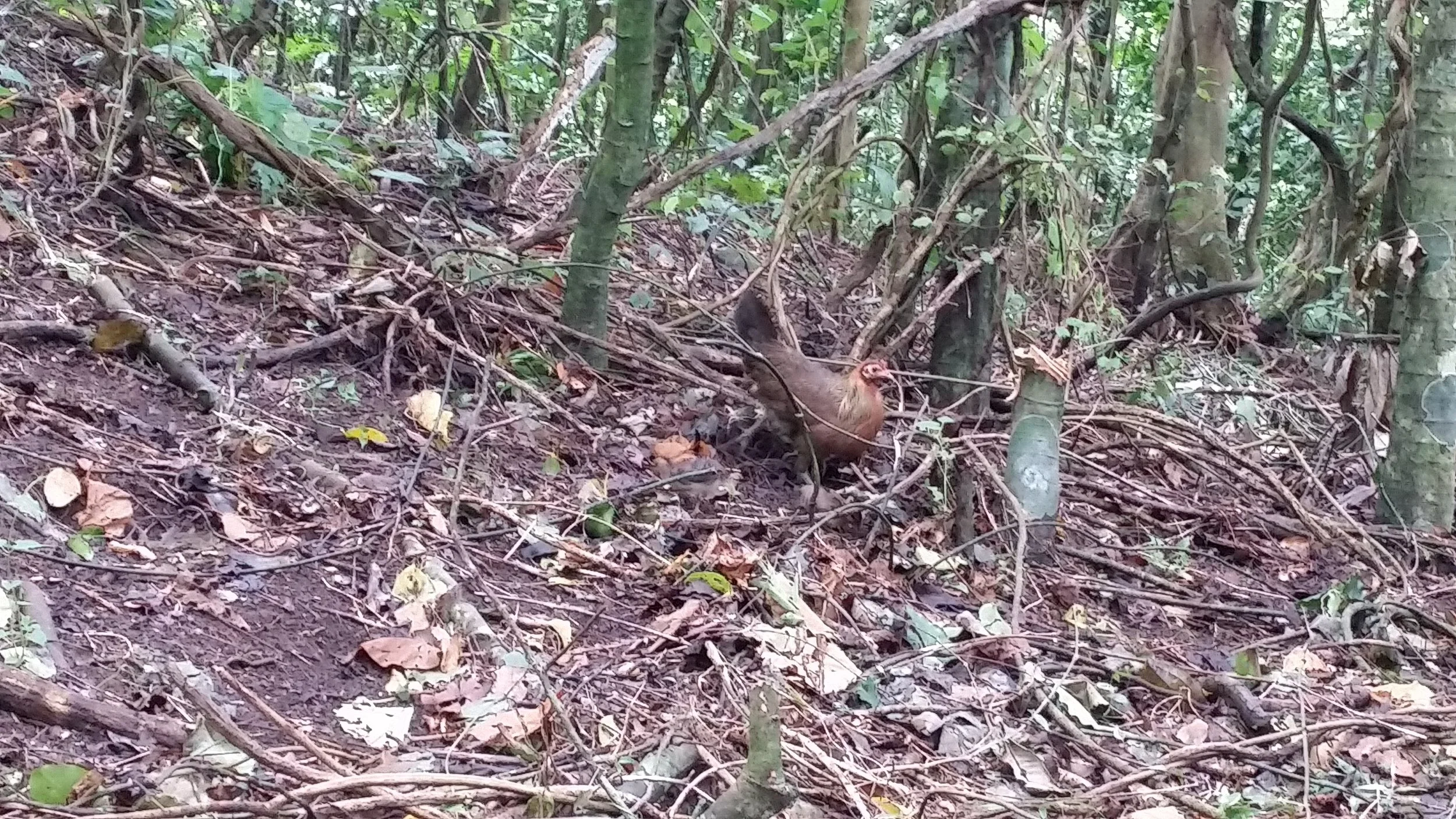 chooks.jpg