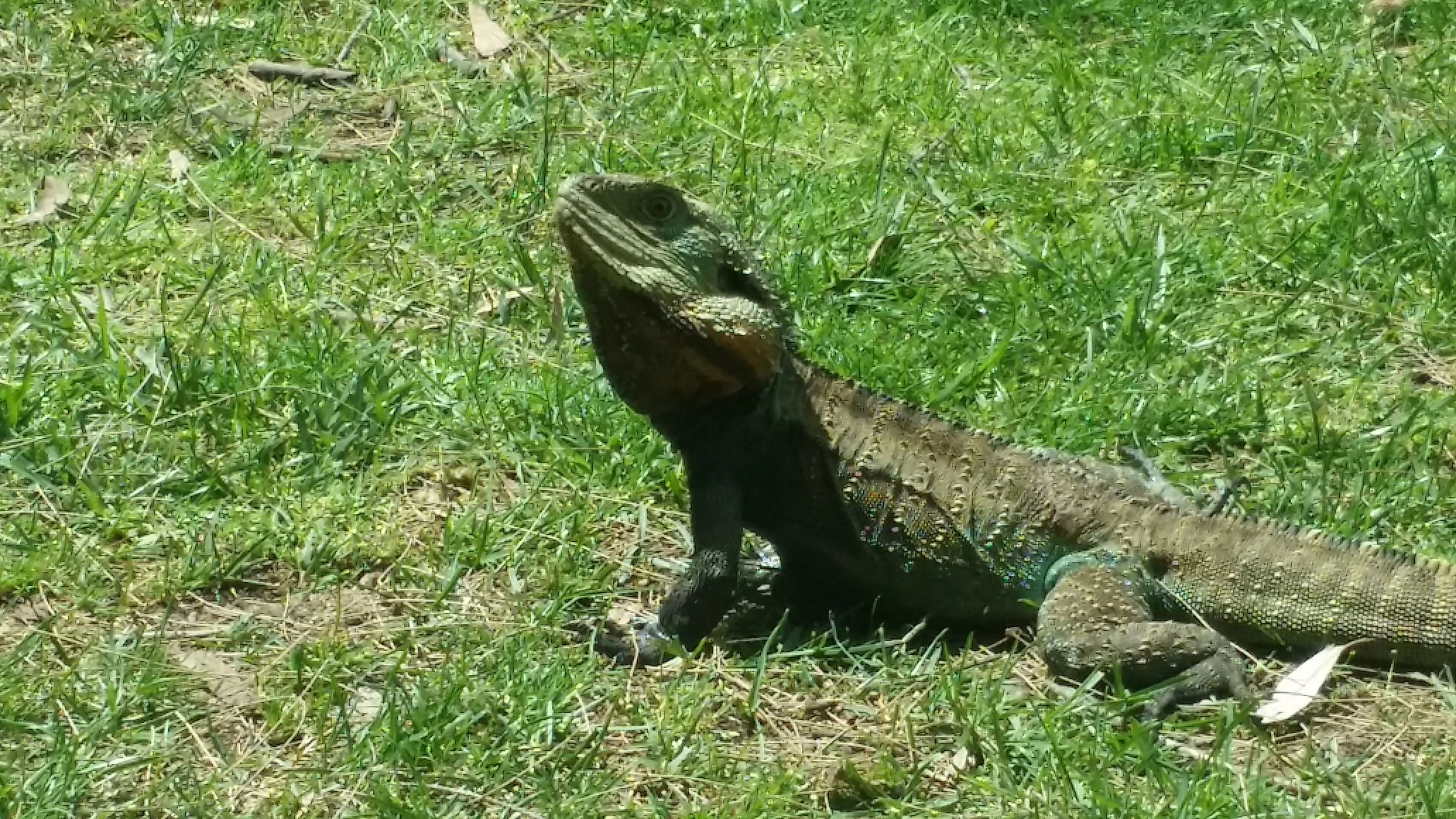 waterlizard.jpg