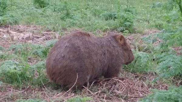 wombat.jpg