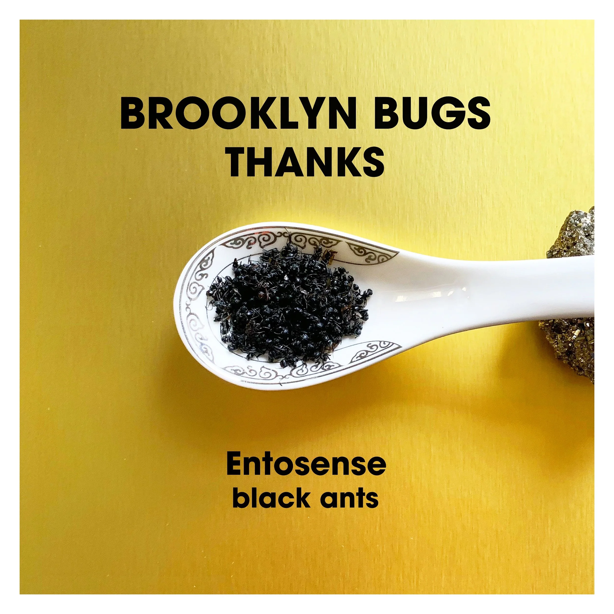 Black Ants-Entosense.jpeg