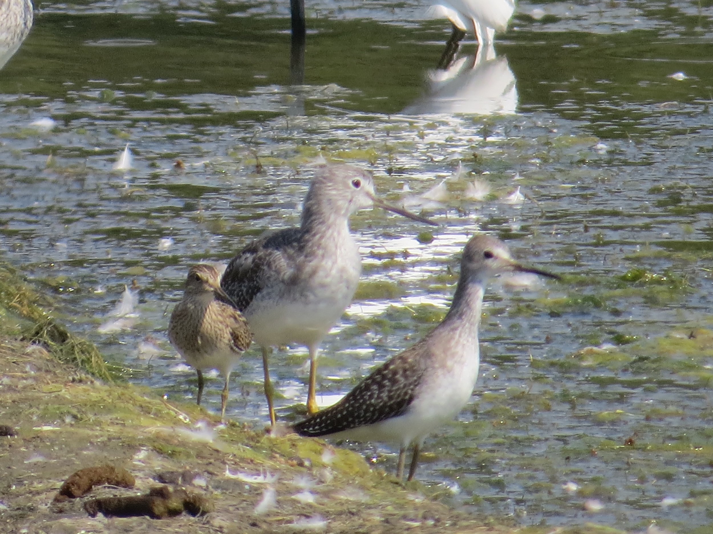 Pectoral Sandpiper, Greater Yellowlegs, Lesser Yellowlegs