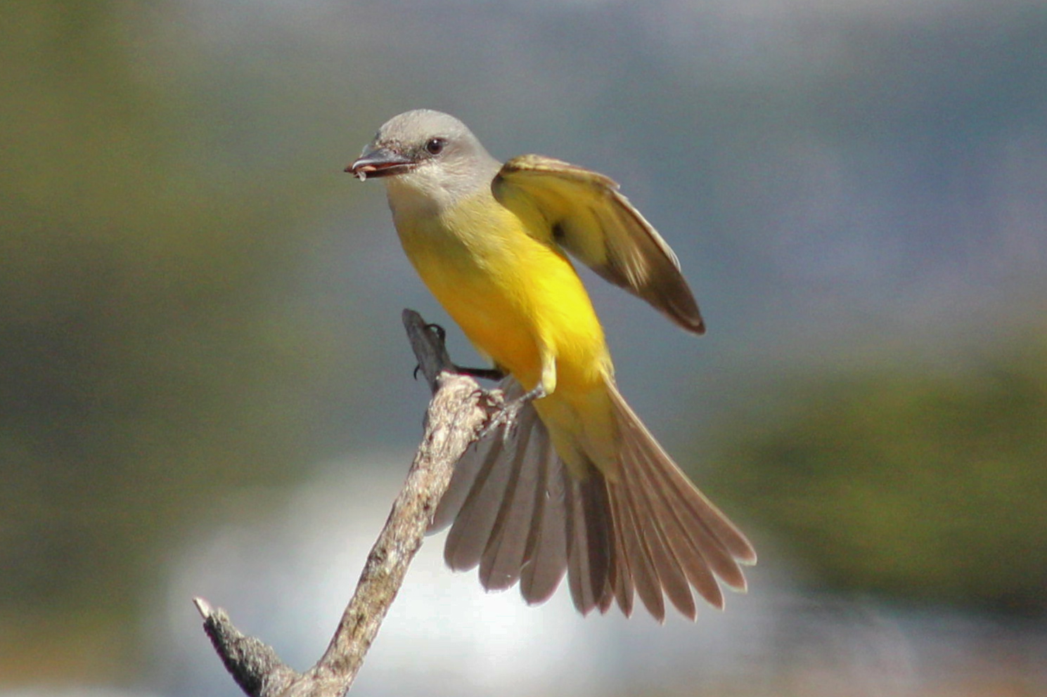 Tropical Kingbird