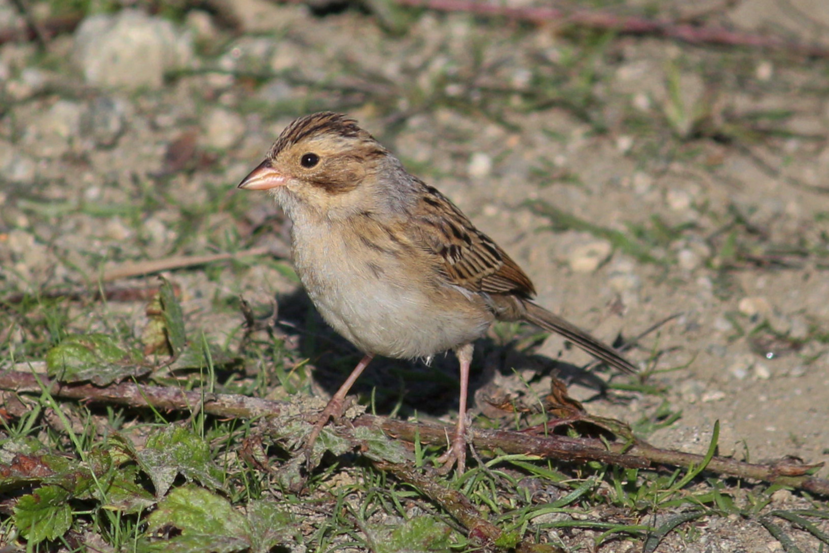 Clay-colored Sparrow