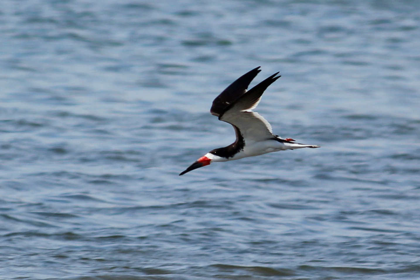 Black Skimmer