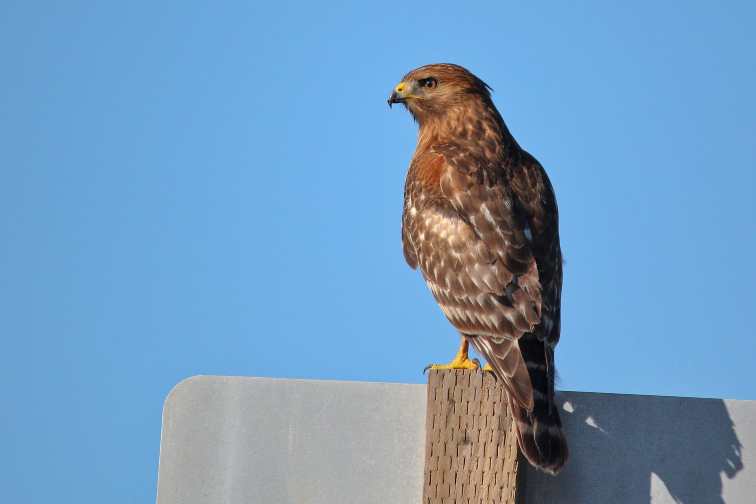 Red-shouldered Hawk.jpg