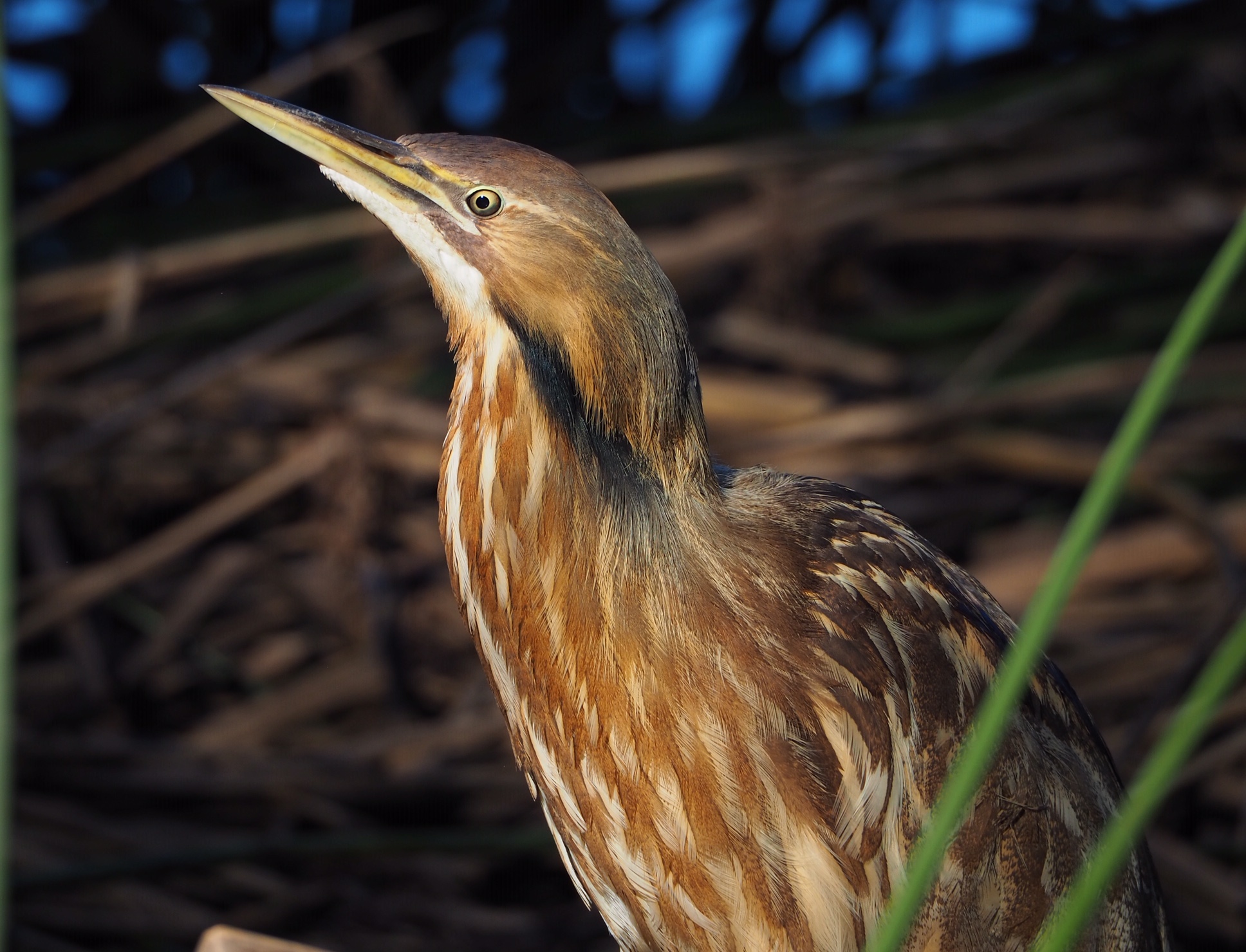 American Bittern