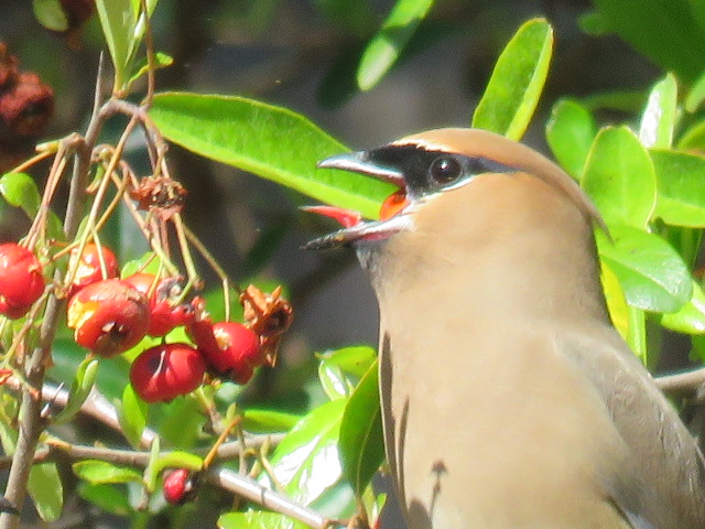 Cedar Waxwing