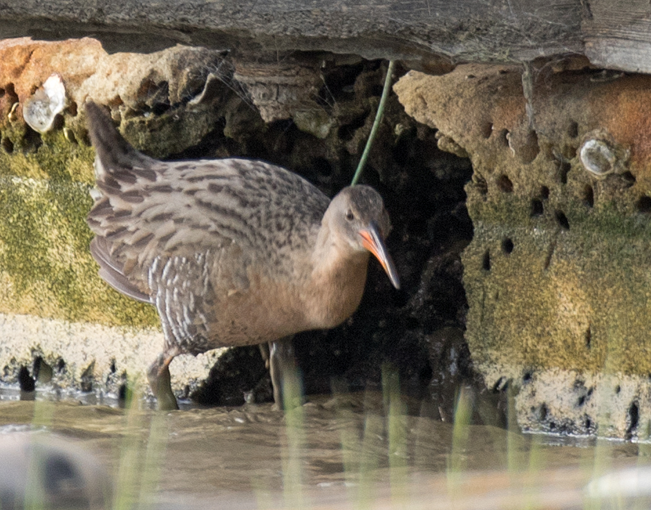 Ridgway's Rail