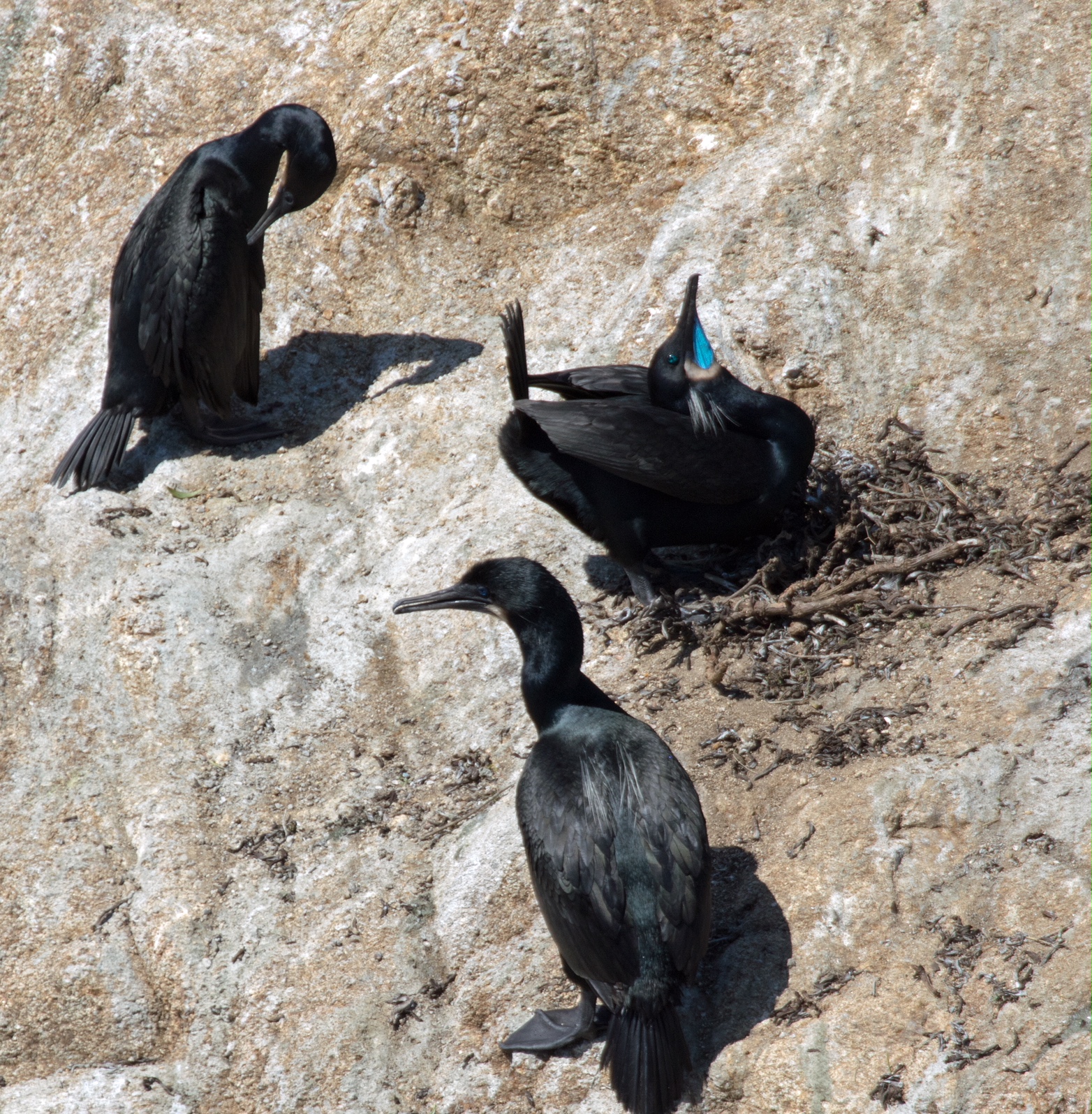 Brandt's Cormorant