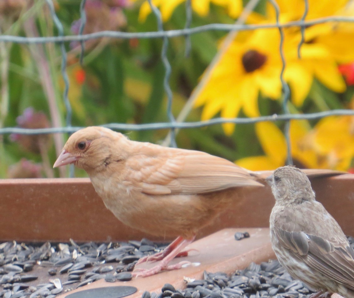 Erythristic California Towhee
