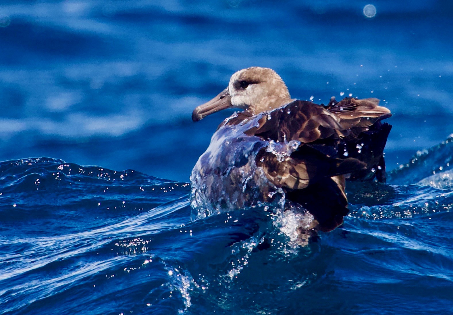 Black-footed Albatross