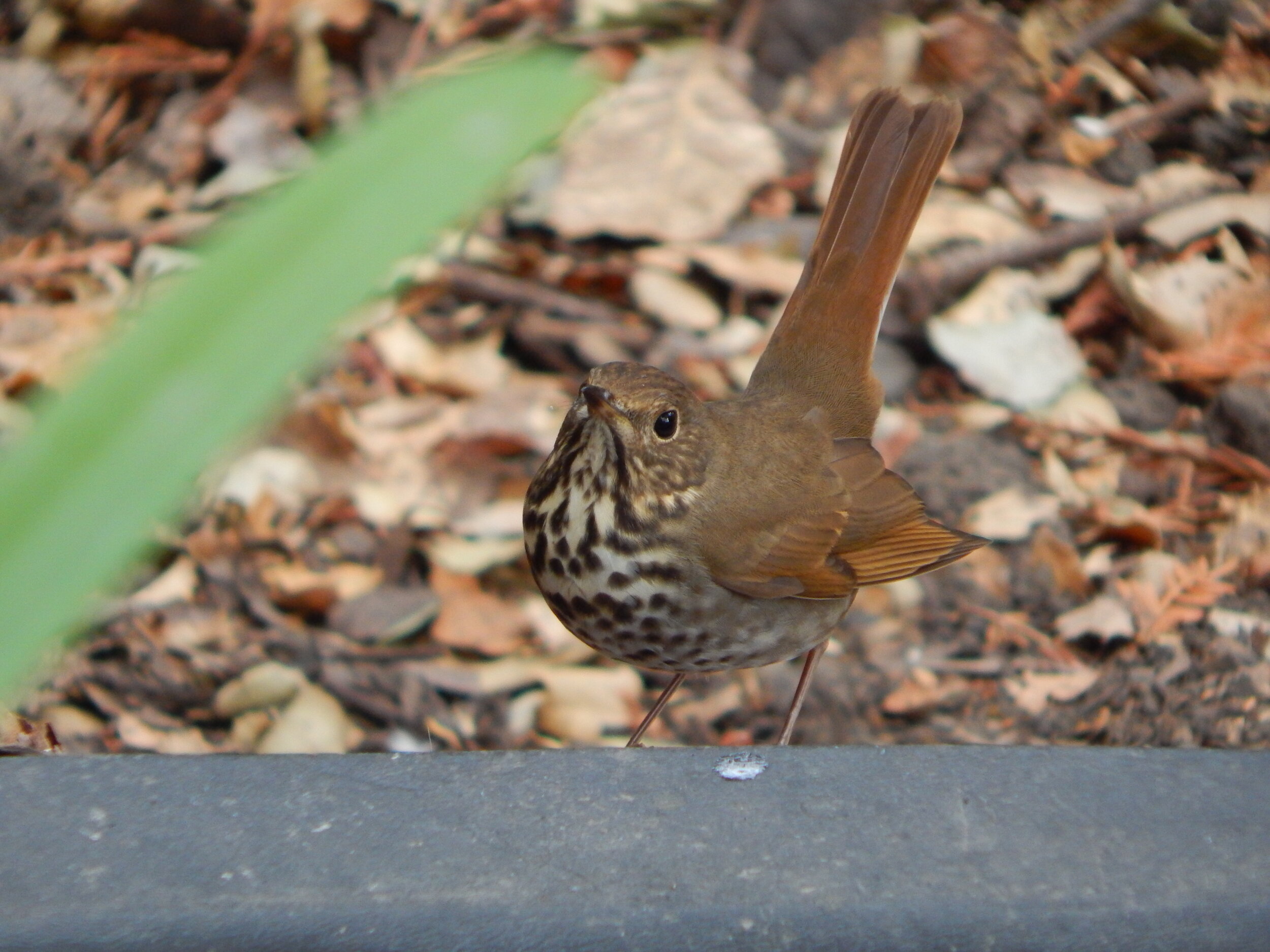 Hermit Thrush