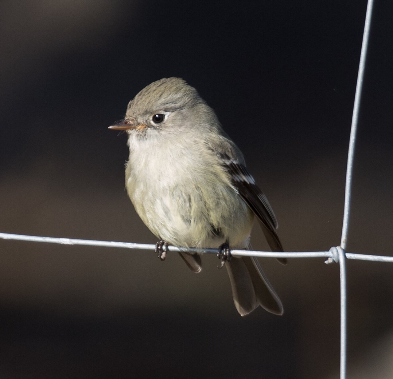 Hammond’s Flycatcher