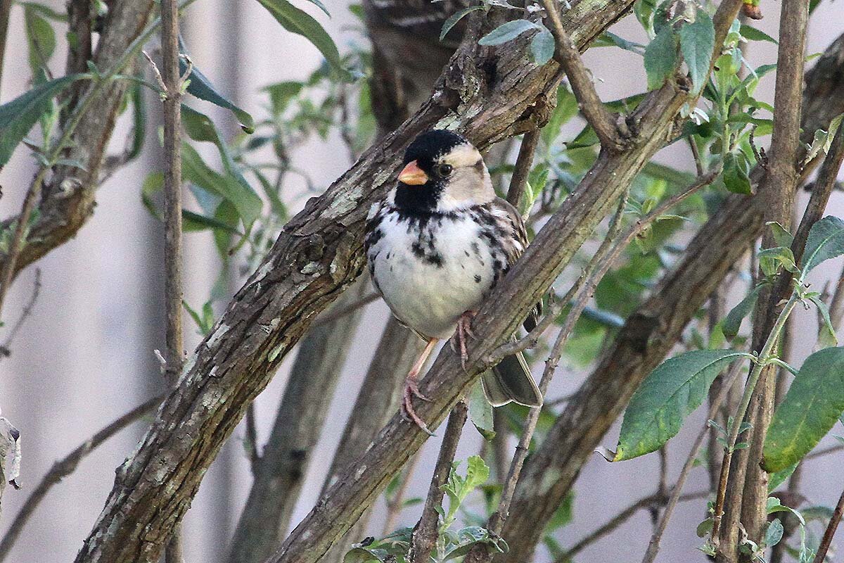 Harris's Sparrow