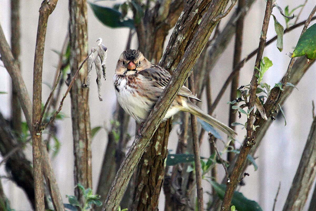 Harris's Sparrow (juvenile)
