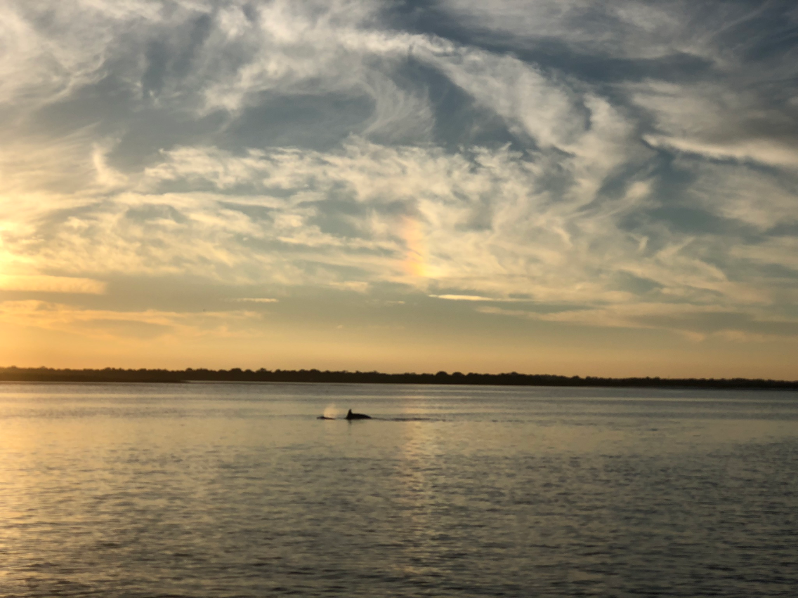 Sunset Dolphins.png