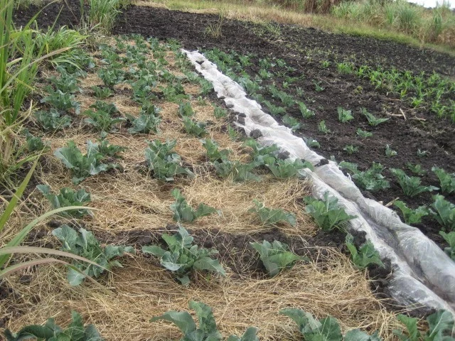 Water pumps: a factor among many in irrigation