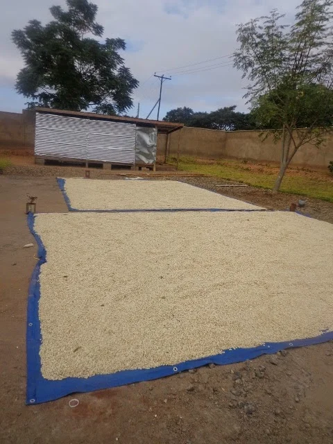 Visualizing the harvest