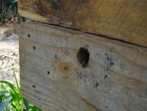 Bees have moved in...