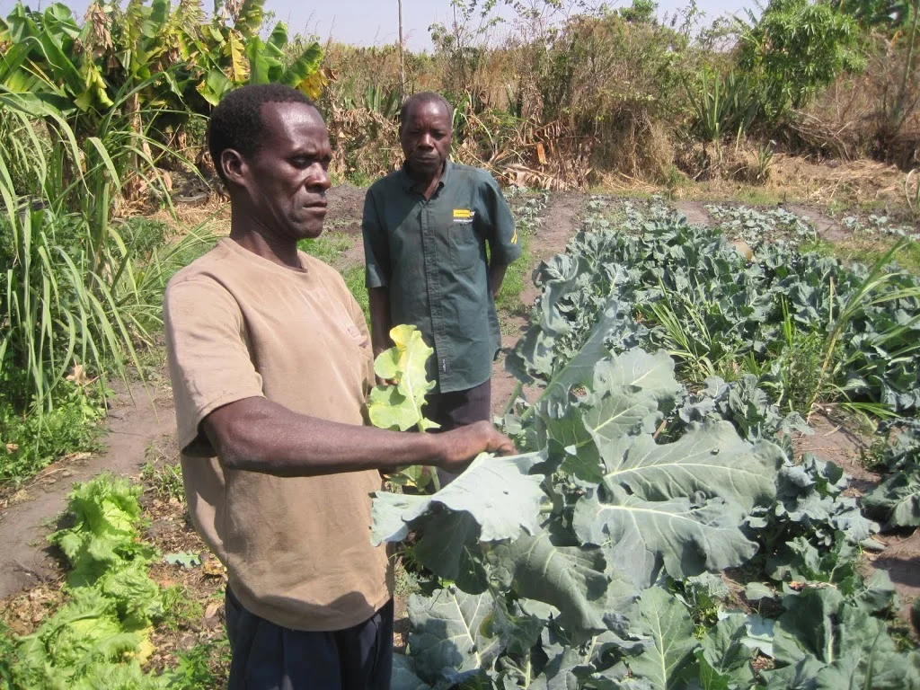 Harvesting Broccoli