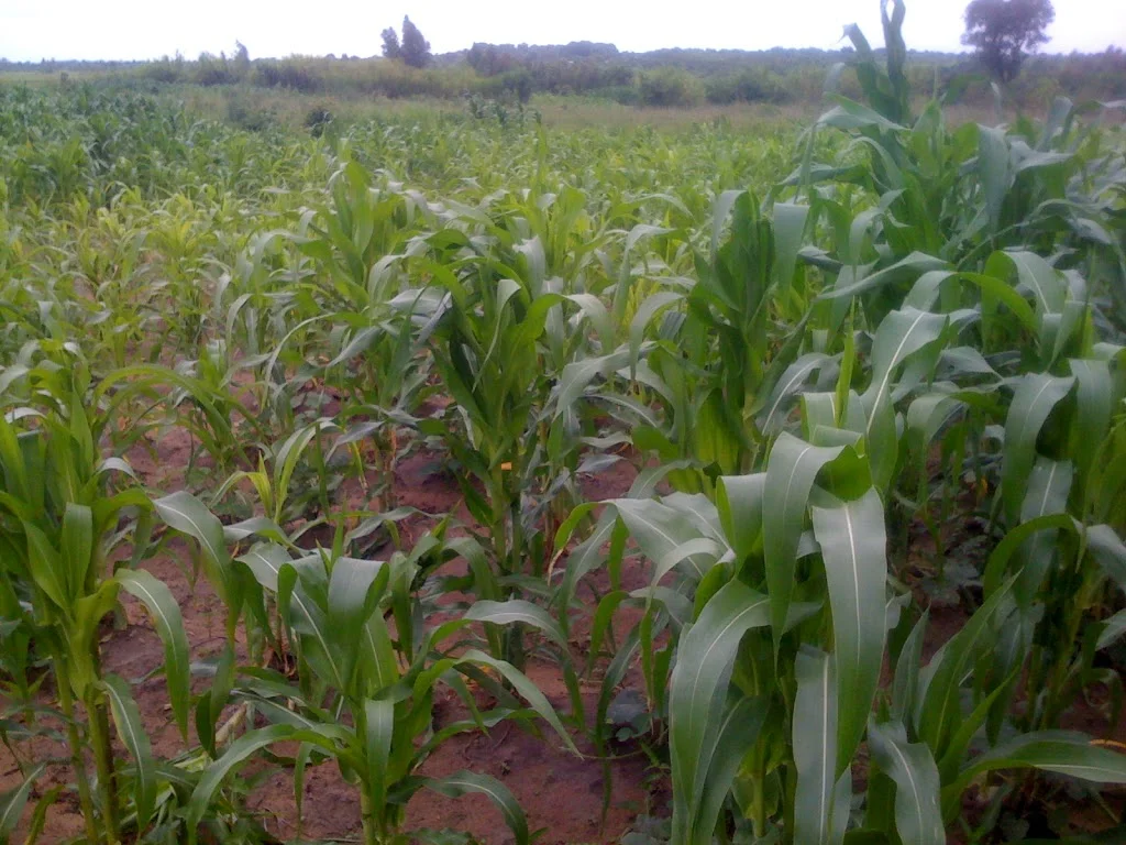 Impromptu Composting Lessons