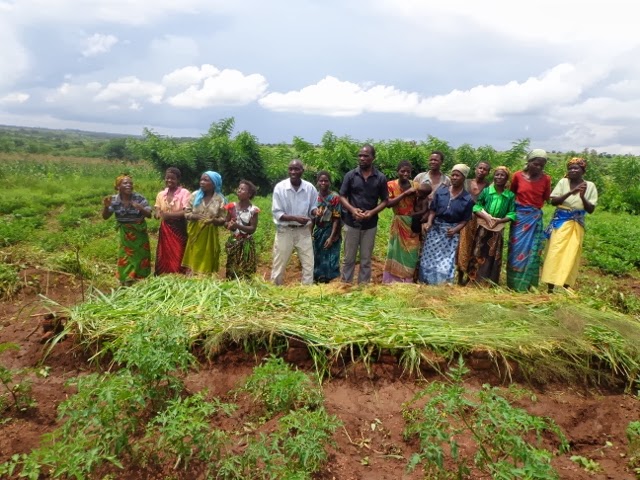 Nasala onion nursery