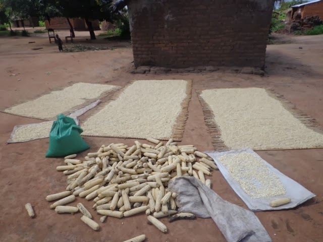 First maize of the year