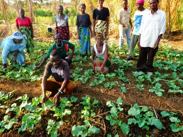 Chibanzi: early land preparation and beehives