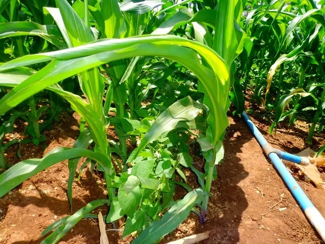 Crops coming up at Chifuchambewa