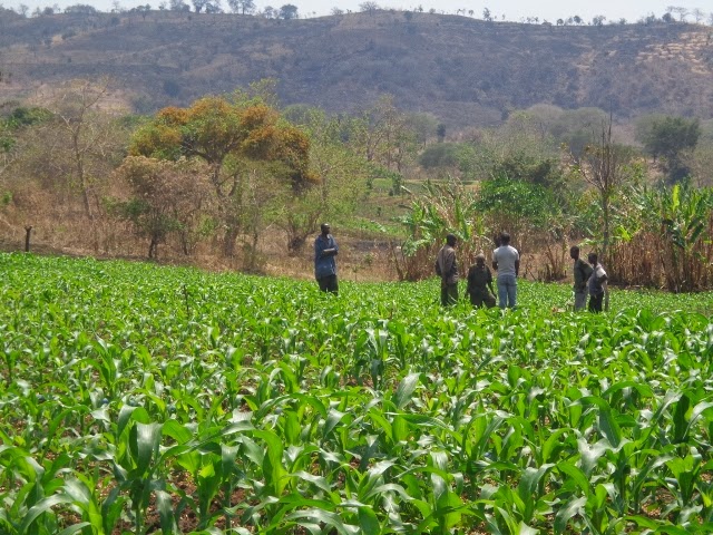 Good crops at Chifuchambewa