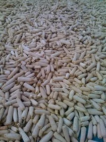 What if YOU ran out food?