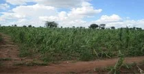 A tough season for Malawi growers