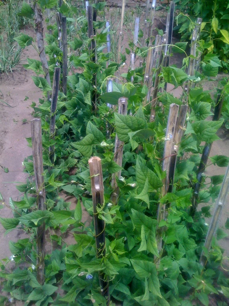 ECHO seed trial results