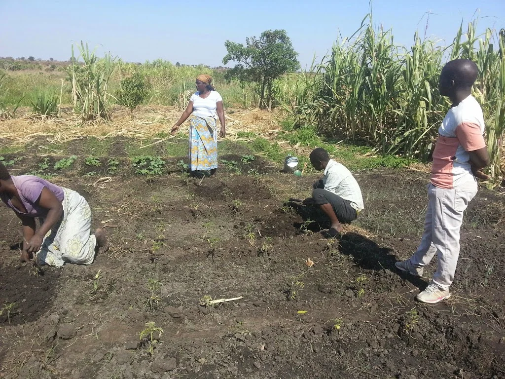 Pest management @ Malika