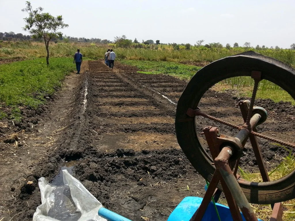 Gardens looking good