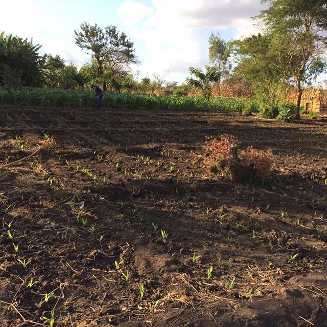 More pictures of Mr. Layitan&rsquo;s garden. He is staggering his crops, interplanting, so neat to see the trainings being utilized by this lead farmer!!