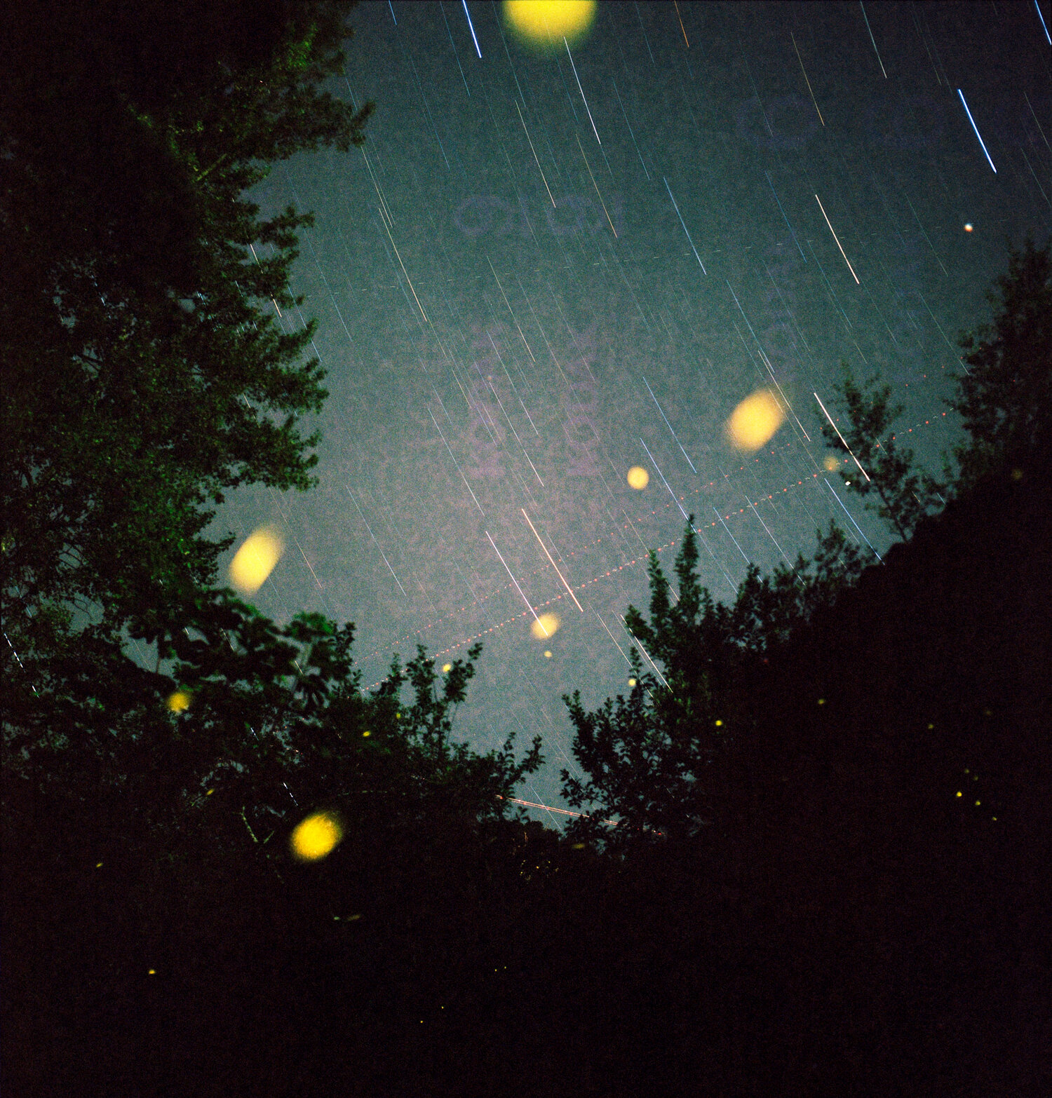 fireflies-colour-6x6-19-8b_web1000.jpg