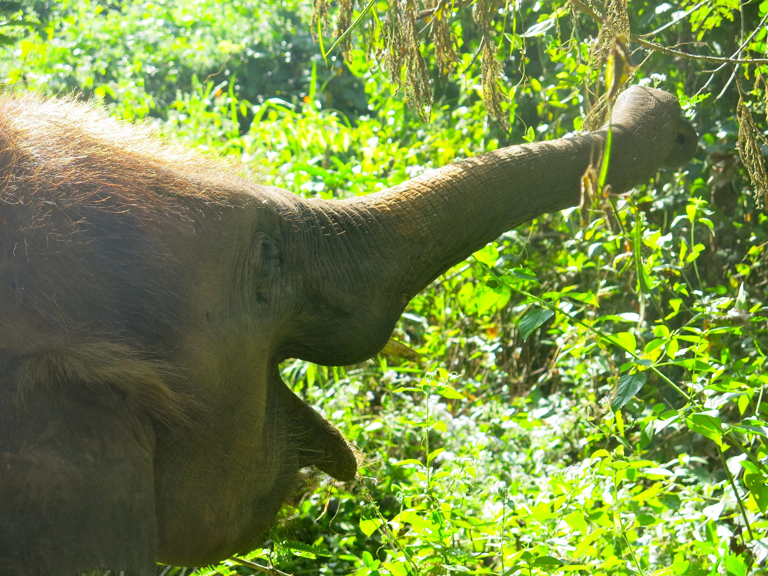 Observing elephants routine during a trek in the forest
