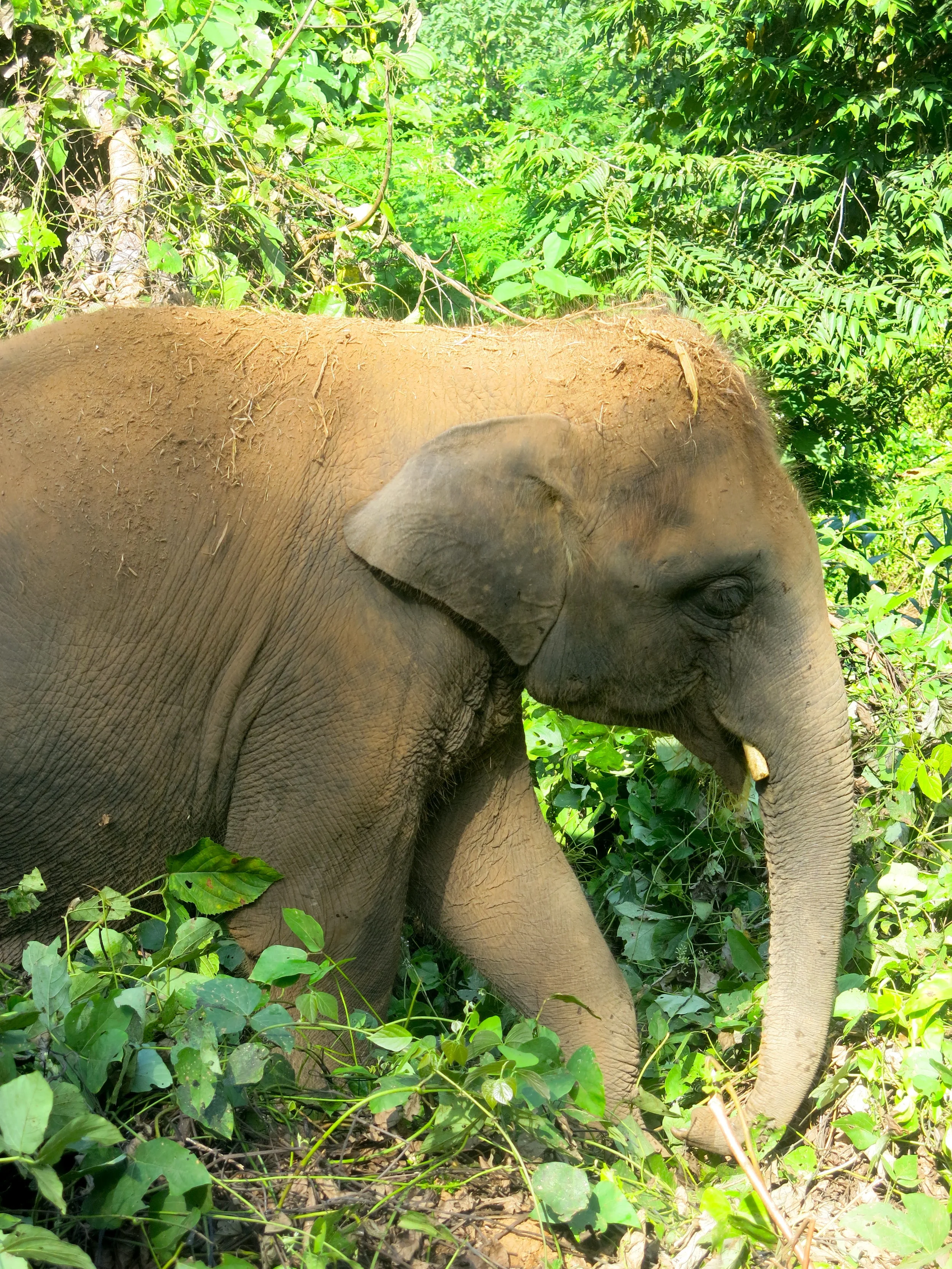 The 5 elephants were saved by the association from mistreatment
