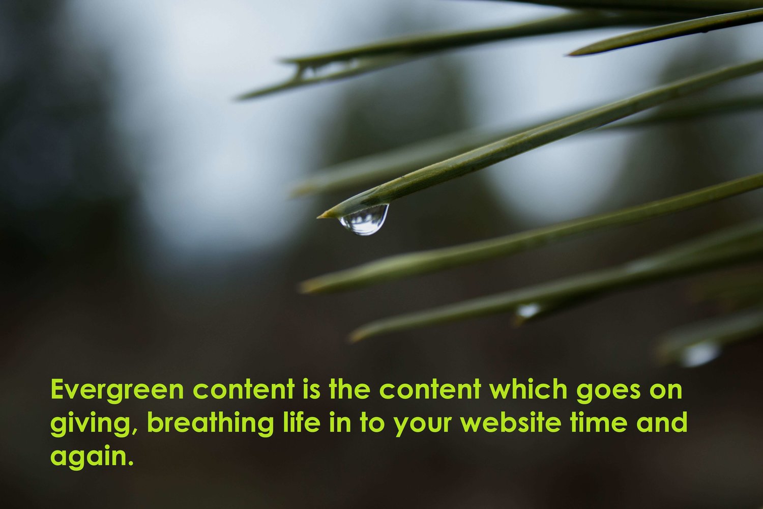 evergreen content boosts the success of your site