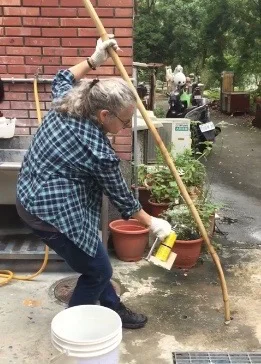 Bending bamboo with a torch: the heat softens bamboo’s protective coating, allowing fibers to bend slowly; shape holds when cooled with water
