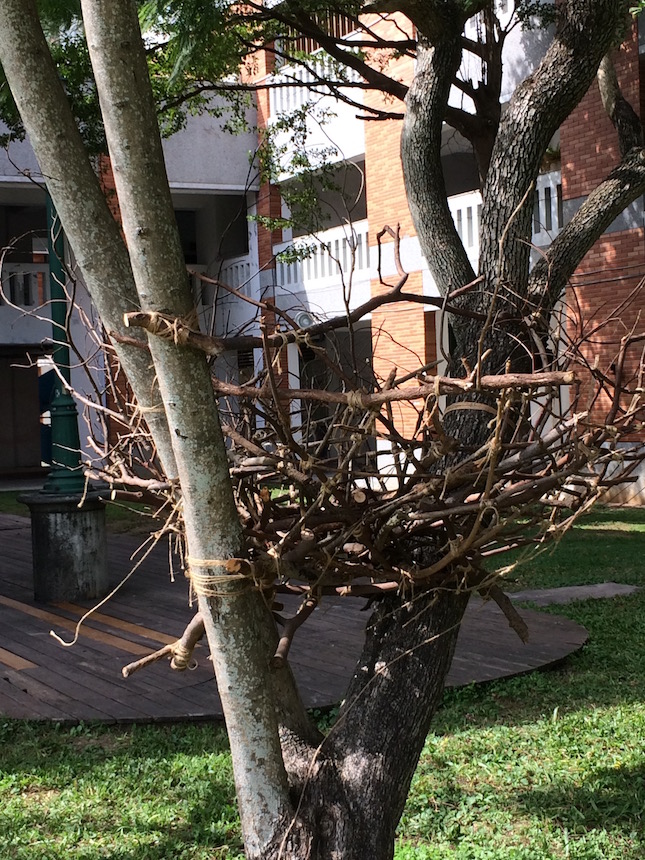 Large-scale Bird Nest built in the living tree with fallen branches found on campus
